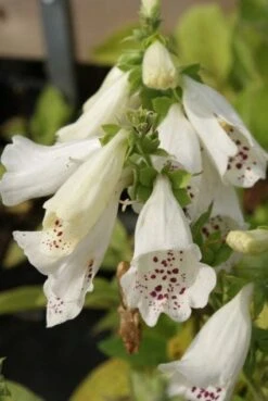 Vingerhoedskruid (Digitalis Purpurea 'Alba')
