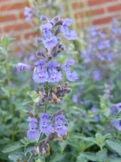 Kattenkruid (Nepeta 'Walker's Low') BIO -Tuinplanten Winkel 20110710125250 1 1