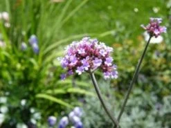 IJzerhard (Verbena Bonariensis) 12 IJzerhard (Verbena Bonariensis) -Tuinplanten Winkel 20110710130747 1