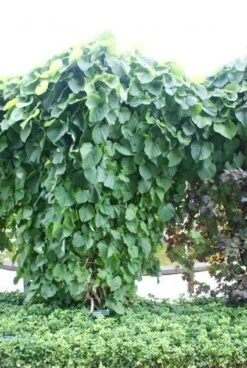 Duitse Pijp (Aristolochia Macropylla) -Tuinplanten Winkel 20110731133730 3