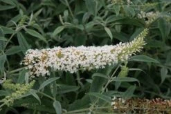 Vlinderstruik (Buddleja 'White Ball')