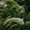 Vlinderstruik (Buddleja Davidii 'White Profusion') 2 Vlinderstruik (Buddleja Davidii 'White Profusion') -Tuinplanten Winkel 20110731134410 3