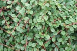 Dwergmispel (Cotoneaster Procumbens 'Queen Of Carpets') -Tuinplanten Winkel 20110731135020 2