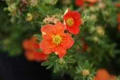 Ganzerik (Potentilla Fruticosa 'Red Ace') -Tuinplanten Winkel 20110731135846 2