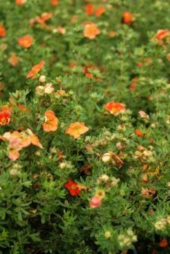 Ganzerik (Potentilla Fruticosa 'Red Ace') -Tuinplanten Winkel 20110731135954 2
