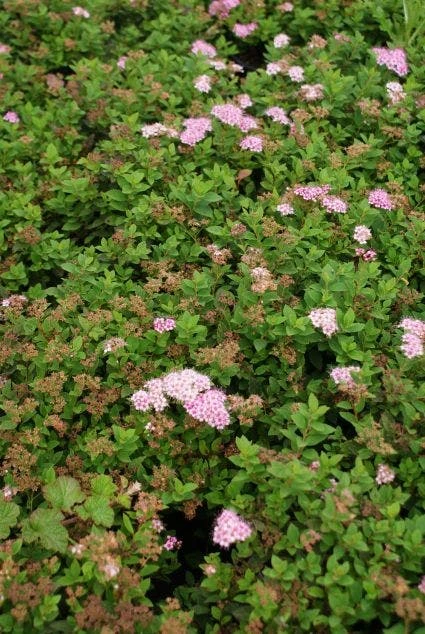 Spierstruik (Spiraea Japonica 'Little Princess') 4 Spierstruik (Spiraea Japonica 'Little Princess') - Afbeelding 2