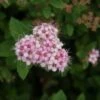 Spierstruik (Spiraea Japonica 'Little Princess') -Tuinplanten Winkel 20110731140235 2