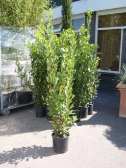 Echte Laurier (Laurus Nobilis) -Tuinplanten Winkel 20110822165109 10