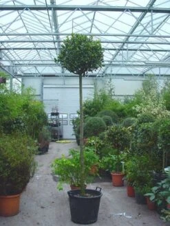 Echte Laurier Als Boom (Laurus Nobilis) -Tuinplanten Winkel 20110822170548 6