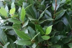 Echte Laurier Op Stam (Laurus Nobilis) -Tuinplanten Winkel 20110822170724 4