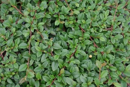 Dwergmispel (Cotoneaster Dammeri) 3 Dwergmispel (Cotoneaster Dammeri)