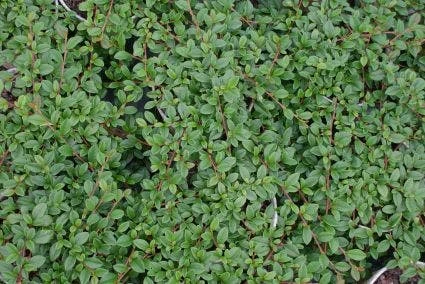 Dwergmispel (Cotoneaster Dammeri) 7 Dwergmispel (Cotoneaster Dammeri) - Afbeelding 5