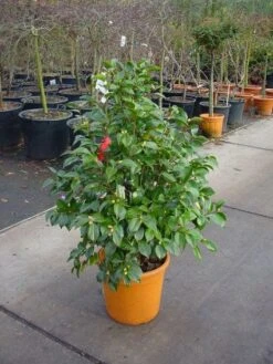 Camelia (Camellia, Wit) 14 Camelia (Camellia, Wit) -Tuinplanten Winkel 20110919164918 5