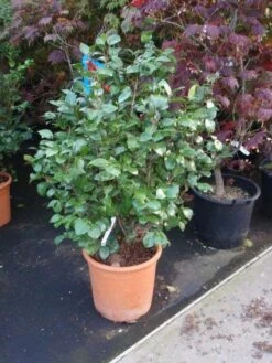 Camelia (Camellia, Wit) 13 Camelia (Camellia, Wit) -Tuinplanten Winkel 20110919164930 5