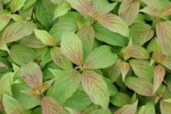 Dwergkornoelje (Cornus Stolonifera 'Kelseyi') -Tuinplanten Winkel 20111017171708 1