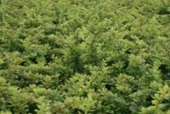 Zuurbes (Berberis Thunbergii) -Tuinplanten Winkel 20111026150450 4