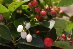 Bergthee / Patrijzenbes (Gaultheria Procumbens) -Tuinplanten Winkel 20111029153448 2