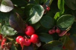 Bergthee / Patrijzenbes (Gaultheria Procumbens) -Tuinplanten Winkel 20111029153507 2