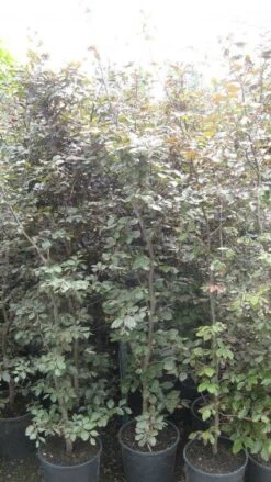 Rode Beukenhaag (Fagus Sylvatica 'Atropunicea') -Tuinplanten Winkel 20111101160127 11