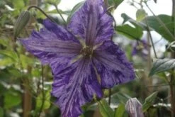 Bosrank (Clematis 'Tie Dye') -Tuinplanten Winkel 20111219090542 1
