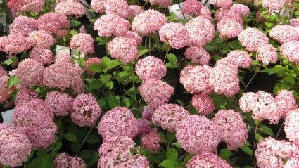 Hortensia (Hydrangea 'Pink Annabelle') 5 Hortensia (Hydrangea 'Pink Annabelle') - Afbeelding 3