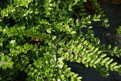 Struikkamperfoelie (Lonicera Nitida 'Maigrun') 3 Struikkamperfoelie (Lonicera Nitida 'Maigrun')