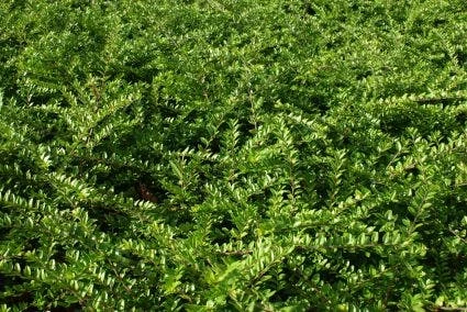 Struikkamperfoelie (Lonicera Nitida 'Maigrun') 4 Struikkamperfoelie (Lonicera Nitida 'Maigrun') - Afbeelding 2