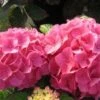 Hortensia (Hydrangea 'Preziosa') -Tuinplanten Winkel 20120110135207 2