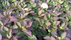 Hortensia (Hydrangea 'Preziosa') -Tuinplanten Winkel 20120110135240 2