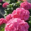 Hortensia (Hydrangea Macrophylla 'Glowing Embers') 2 Hortensia (Hydrangea Macrophylla 'Glowing Embers') -Tuinplanten Winkel 20120110135703 2