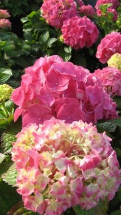 Hortensia (Hydrangea Macrophylla 'Glowing Embers') 9 Hortensia (Hydrangea Macrophylla 'Glowing Embers') -Tuinplanten Winkel 20120110140015 2