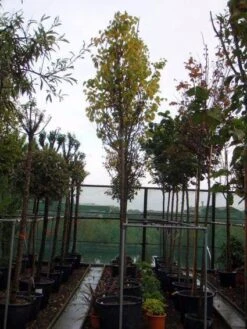 Judasboom (Cercis Siliquastrum) -Tuinplanten Winkel 20120110164015 10