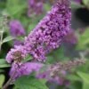 Vlinderstruik (Buddleja 'Blue Chip')