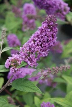 Vlinderstruik (Buddleja 'Blue Chip')