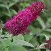 Vlinderstruik (Buddleja 'Miss Ruby') -Tuinplanten Winkel 20120123135252 1