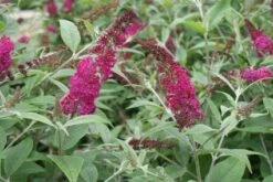 Vlinderstruik (Buddleja 'Miss Ruby') -Tuinplanten Winkel 20120123135319 1