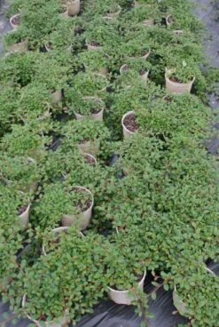 Dwergmispel (Cotoneaster Dammeri 'Major') -Tuinplanten Winkel 20120125135927 1