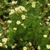 Ganzerik (Potentilla Fruticosa 'Limelight') -Tuinplanten Winkel 20120127142937 2 1 1