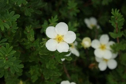 Ganzerik (Potentilla Fruticosa 'McKay's White') 4 Ganzerik (Potentilla Fruticosa 'McKay's White') - Afbeelding 2