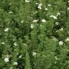 Ganzerik (Potentilla Fruticosa 'McKay's White') -Tuinplanten Winkel 20120127143544 1