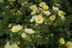 Ganzerik (Potentilla Fruticosa 'Primrose Beauty') -Tuinplanten Winkel 20120127151444 1