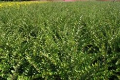 Struikkamperfoelie (Lonicera Nitida 'Elegant') -Tuinplanten Winkel 20120127163137 3