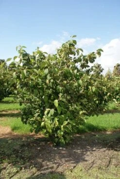 Japanse Sneeuwbal (Viburnum Plicatum 'Tomentosum') 9 Japanse Sneeuwbal (Viburnum Plicatum 'Tomentosum') -Tuinplanten Winkel 20120128164626 6