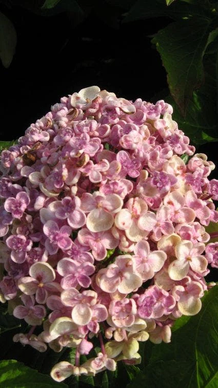 Seringhortensia (Hydrangea Macrophylla 'Ayesha') 5 Seringhortensia (Hydrangea Macrophylla 'Ayesha') - Afbeelding 3