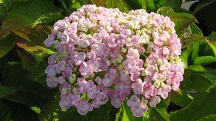 Seringhortensia (Hydrangea Macrophylla 'Ayesha') 4 Seringhortensia (Hydrangea Macrophylla 'Ayesha') - Afbeelding 2