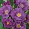 Roos (Rosa 'Rhapsody In Blue') -Tuinplanten Winkel 20120207104847 1 1