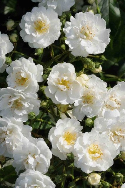 Stamroos (Rosa 'Guirlande D'Amour') 3 Stamroos (Rosa 'Guirlande D'Amour')