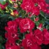 Stamroos (Rosa 'Rambling Rosie') -Tuinplanten Winkel 20120207144725 1