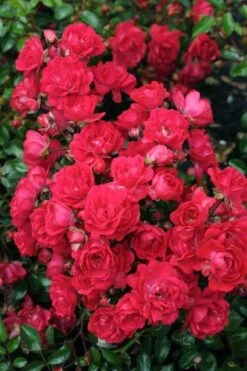 Bodembedekkende Roos (Rosa 'Fairy Queen')