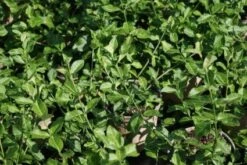 Kardinaalsmuts (Euonymus Fortunei 'Hort's Blaze')